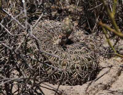 Gymnocalycium spegazzinii RB3212 - südl. Punta de Balastro, Catamarca 2145m