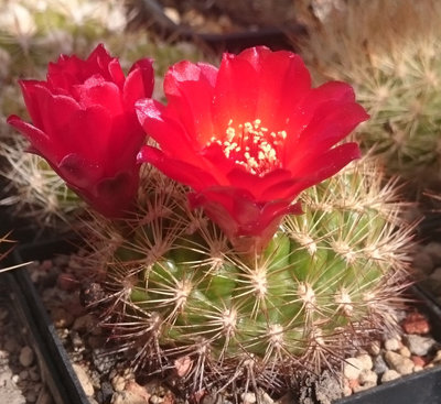 DSC_4796.JPG (158.75 KiB) 16854 mal betrachtet HS 164