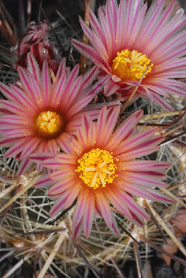 Thelocactus lausseri 04.JPG