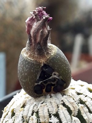 20160524_154707.jpg (291.5 KiB) 12217 mal betrachtet Turbinicarpus pseudopectinatus ssp. jarmilae