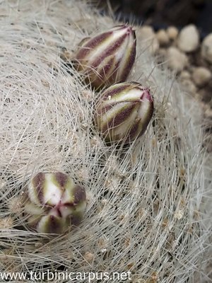20160524_154541.jpg (514.34 KiB) 13213 mal betrachtet Mammillaria lenta <br />La Menchaca COAH.