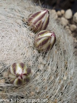 Mammillaria lenta<br />La Menchaca COAH.