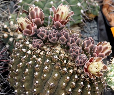 DSC05614.JPG (171.21 KiB) 12212 mal betrachtet G.stellatum/quehlianum (als G.parvulum erhalten)