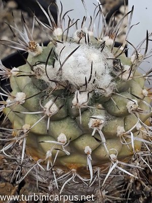 Turbinicarpus spec. Rio III<br />sensu Fritz