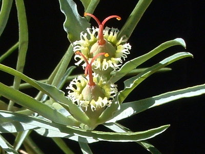 EuphHalliiFemale2.JPG