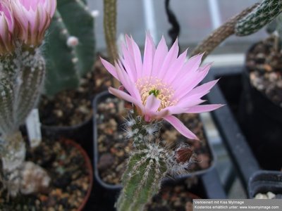 Echinocereus schmollii_klein.jpg