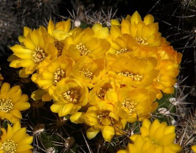 0000-1174-2016-05-0.jpg (156.38 KiB) 16831 mal betrachtet Weingartia spec. HS102