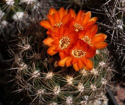 4040-2115-2016-05-0.jpg (176.24 KiB) 16831 mal betrachtet Weingartia neumanniana autantiaca