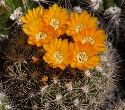 4041-1543-2016-05-0.jpg (213.96 KiB) 16831 mal betrachtet Weingartia multispina