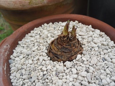 Eucomis vandermerwei 2016-4.JPG (206.56 KiB) 16176 mal betrachtet Eucomis vandermervei Austrieb