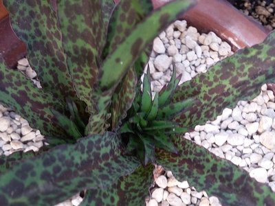 Eucomis vandermerwei 2016-5.jpg (194.77 KiB) 16176 mal betrachtet Eucomis vandermervei Blütenansätze