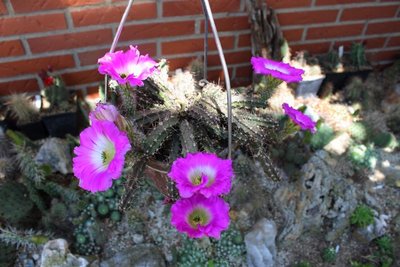 Ec.procumbens