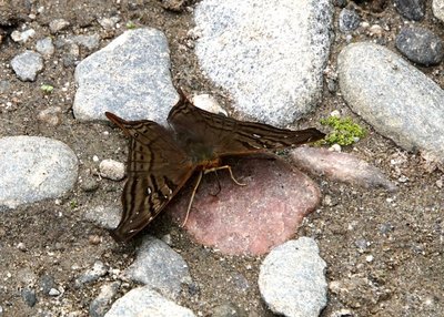 DSC03255.JPG (205.93 KiB) 12023 mal betrachtet Schmetterling