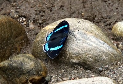 DSC03258.JPG (136.51 KiB) 11005 mal betrachtet Diaethria clymena peruviana