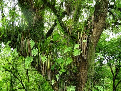 DSCN1487.JPG (242.44 KiB) 11005 mal betrachtet Rhipsalis floccosa tucumanensis RB3126 - Rio Sosa, Tucuman 710m