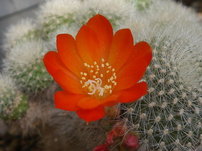 Rebutia_wessneriana.jpg (475.19 KiB) 7913 mal betrachtet R. wessneriana ??