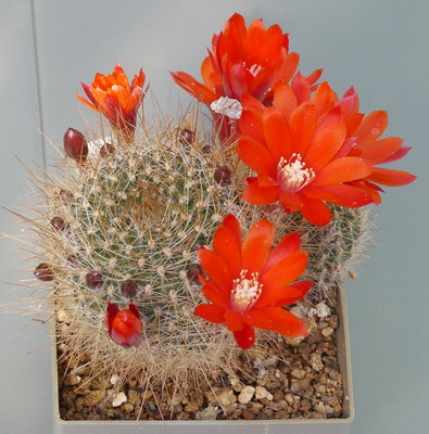 Rebutia_fiebrigii_albipilosa.jpg (653.15 KiB) 8549 mal betrachtet R. albipilosa ??