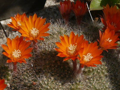 Rebutia_krainziana.jpg (986.17 KiB) 8549 mal betrachtet R. krainziana ??