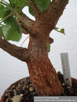 Pelargonium cotyledonis Stamm_klein.jpg