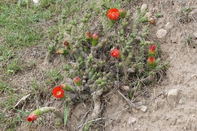 DSC03288.jpg (228.16 KiB) 12002 mal betrachtet Austrocylindropuntia verschaffeltii RB3130 - westl. El Mollar, Tucuman 1960m