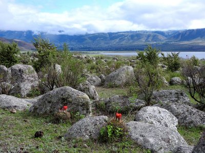 DSCN1531.jpg (207.44 KiB) 10984 mal betrachtet Viehweide - westl. El Mollar, Tucuman 1900m