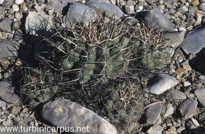 Mexico 94_F33_06.jpg (941.99 KiB) 157942 mal betrachtet Thelocactus hexaedrophorus ssp. hexaedrophorus<br />Las Tablas S.L.P.