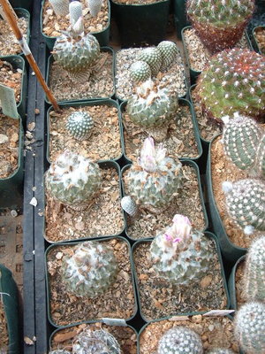 DSCF0012.JPG