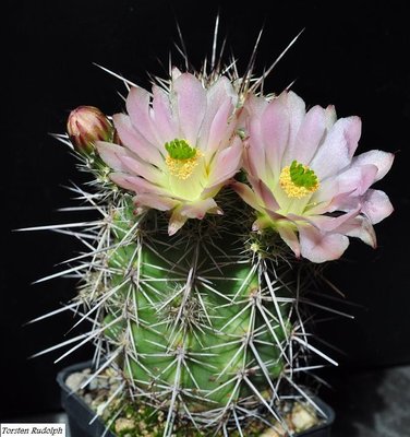 Echinocereen u. Thelos 217.JPG