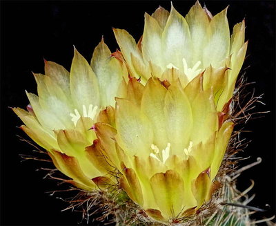 Austrocactus_pauxillus.jpg