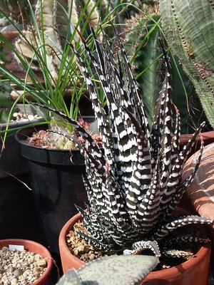 Haworthia fasciata