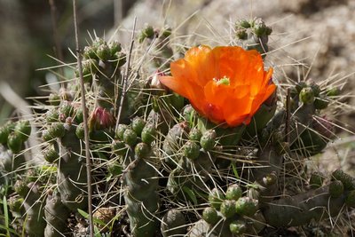 DSC03334.JPG (172.49 KiB) 11956 mal betrachtet Austrocylindropuntia verschaffeltii RB3132 - RP307, Abra El Infiernillo, nördl. Tafi del Valle, Tucuman 2710m