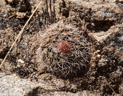DSC03345.JPG (265.25 KiB) 11956 mal betrachtet Parodia microsperma lembckei RB3137 - RP307, nördl. Abra El Infiernillo, Tucuman 2925m