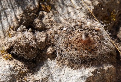 DSC03351.JPG (214.79 KiB) 10938 mal betrachtet Parodia microsperma lembckei RB3137 - RP307, nördl. Abra El Infiernillo, Tucuman 2925m