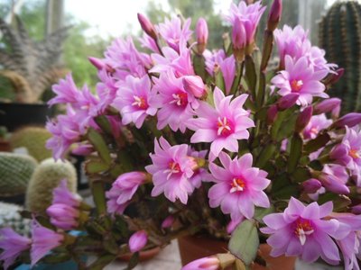 Hatiora rosea 2014-2.JPG (159.18 KiB) 11106 mal betrachtet Hatiora rosea Blüten 2014