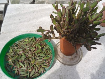 Hatiora rosea, Blattfall April 2015-1.JPG (196.33 KiB) 11106 mal betrachtet Hatiora rosea Blattfall April 2015