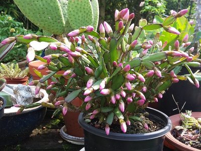 Hatiora rosea 2016-1.jpg (278.59 KiB) 11106 mal betrachtet Hatiora rosea Knospen 2016