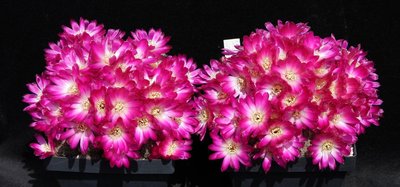 IMG_9448-a.jpg (221.8 KiB) 15423 mal betrachtet Sulcoreb. mizquensis