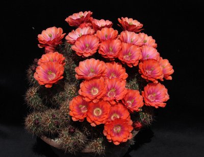 IMG_9482-a.jpg (405.5 KiB) 15423 mal betrachtet Echinocer. roemeri