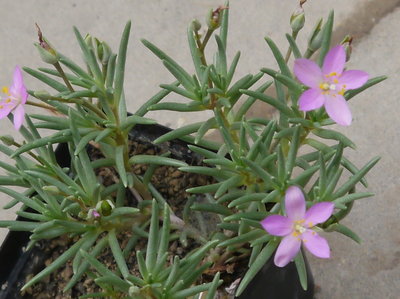 Talinum_spec_blue006.jpg (680.01 KiB) 17955 mal betrachtet Talinum spec.