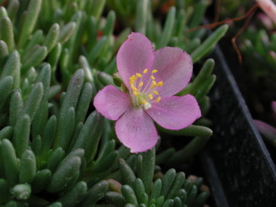 Talinum_sediforme.jpg (197.05 KiB) 17080 mal betrachtet Talinum sediforme