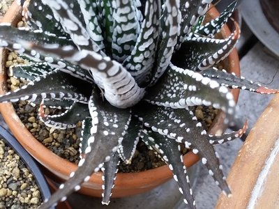 20160605_193425.jpg (236.57 KiB) 14924 mal betrachtet Haworthiopsis attenuata Blattoberseiten