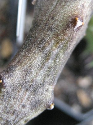 Ceropegia stapeliformis, 03/08