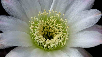 Echinopsis_leucantha.jpg