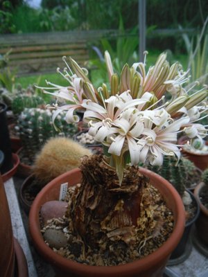 Ammocharis coranica Blüten