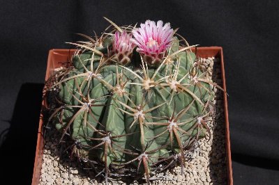 Feroc_macrodiscus_var_multiflorus_100418_5025.jpg
