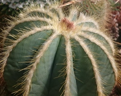 DSC_5347.JPG (149.26 KiB) 20206 mal betrachtet Knospenansätze im Scheitel
