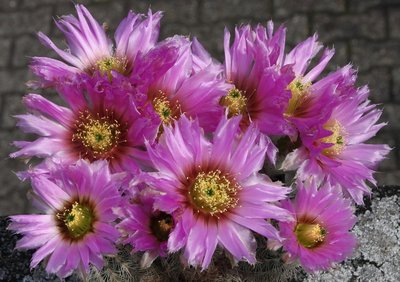 IMG_9375-a.jpg (264.89 KiB) 16395 mal betrachtet E'cer. baileyi