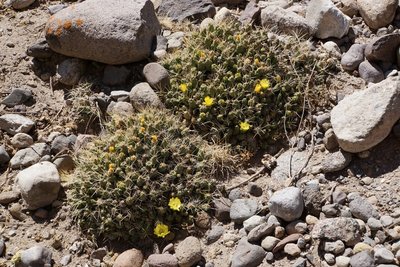 DSC03357.JPG (250.75 KiB) 12732 mal betrachtet Cumulopuntia boliviana RB3142 - RP307, nördl. Abra El Infiernillo, Tucuman 2910m