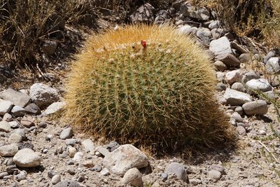 Lobivia formosa amaichensis RB3143 - RP307, nördl. Abra El Infiernillo, Tucuman 2910m