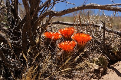 DSC03366.JPG (218.7 KiB) 12732 mal betrachtet Acanthocalycium variiflorum RB3146 - RP307, Amaicha del Valle nach El Infiernillo, Tucuman 2880m